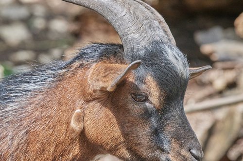 geis  horns  billy goat