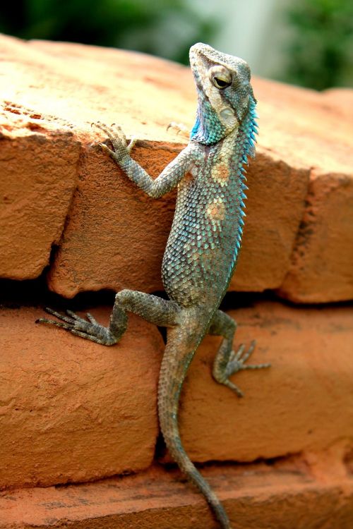 gekko animal lizard