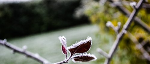 gel  flower  winter