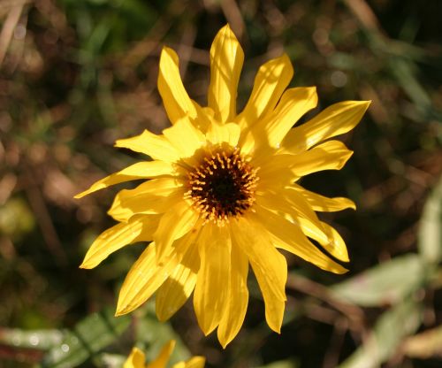 Yellow Flower