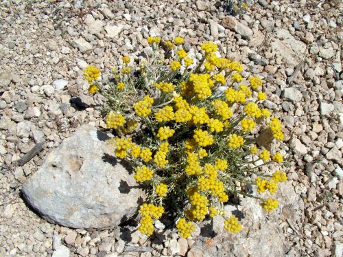 Yellow Flowers In Rocks