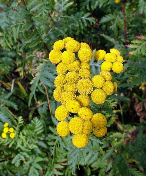 Yellow Flowers