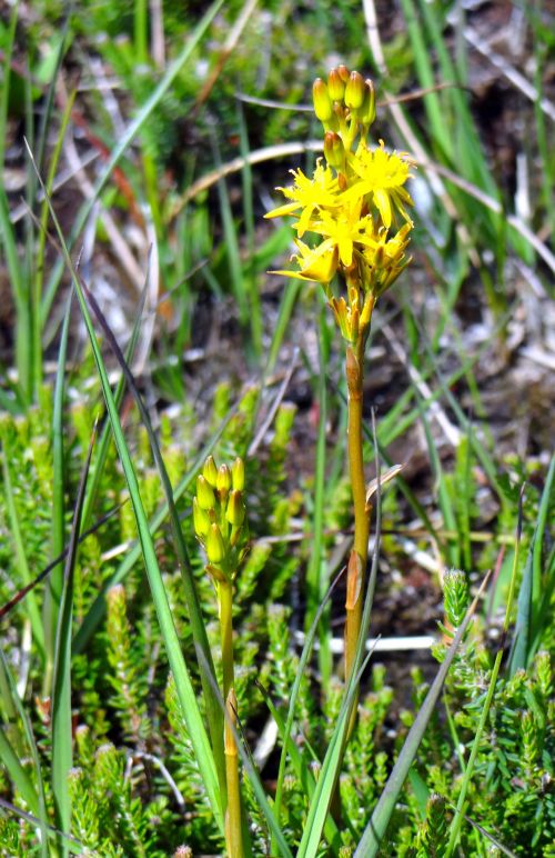 Yellow Orchid