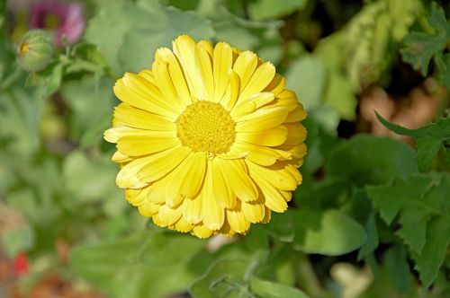 Yellow Flower Garden