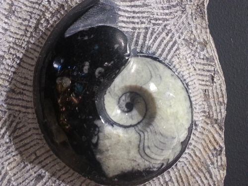 gem healing stone yin yang
