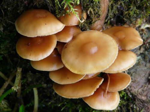 general samtfußrübling mushroom wurzelnder enokitake