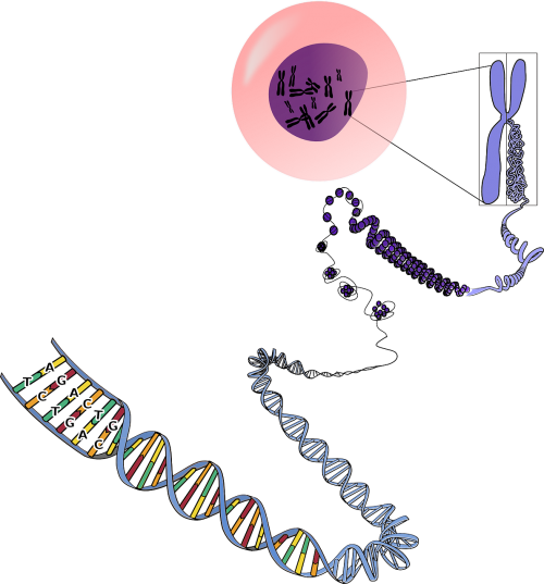 genetics chromosomes rna