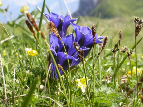 gentian spring flowers