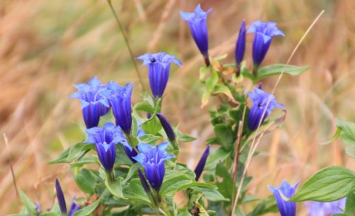 gentian mountain flowers blue