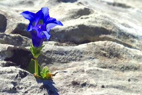 gentian mountain flowers