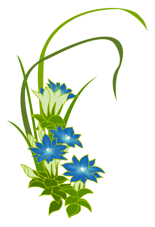 gentian wild grass blue