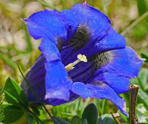 alpine flowers gentian blue