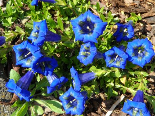 gentian blue flowers