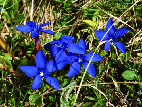 gentian mountains blue