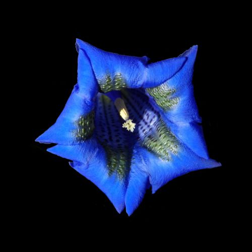 gentian blue blossom