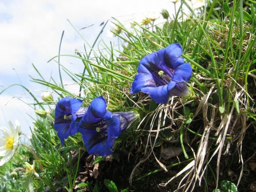 gentian alpine flower blue