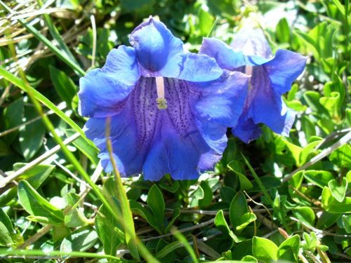 gentian flower mountain flower