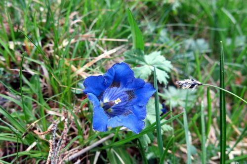 gentian blue blossom