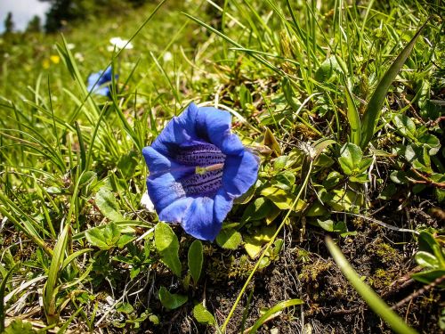 gentian true alpine gentian blue