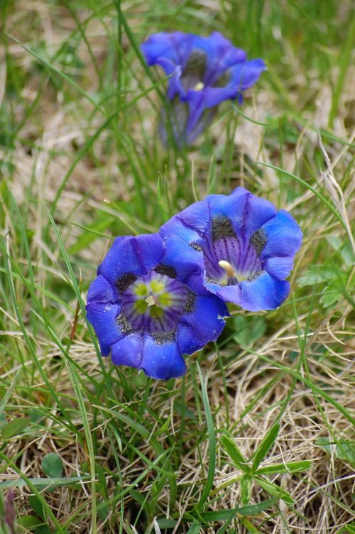 gentian blue flower