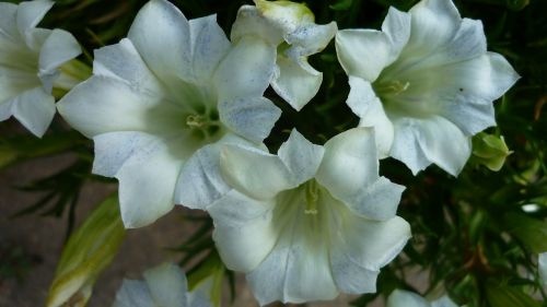 gentian flower white