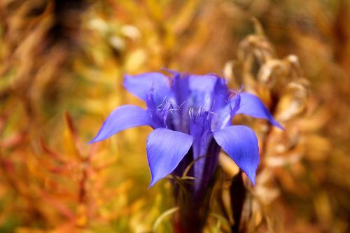 gentian color flowers