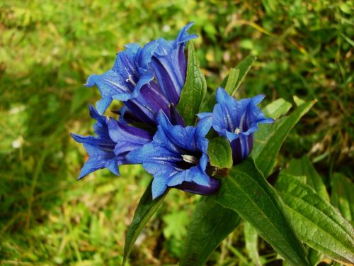 gentian flower summer