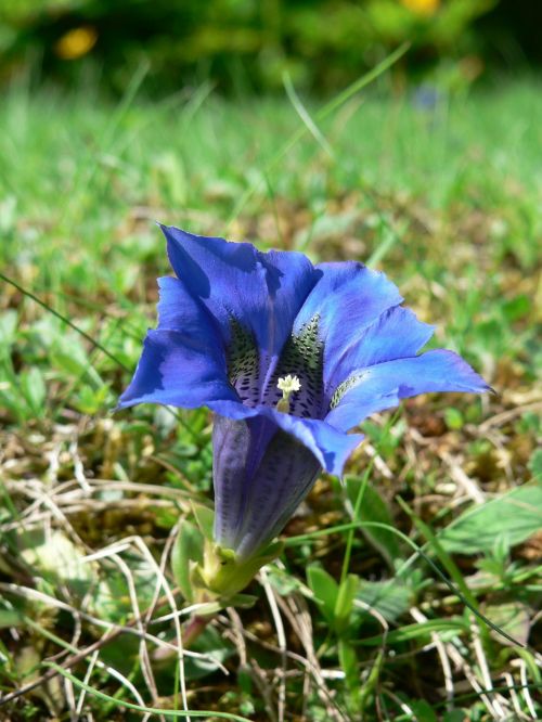 gentian mountain flower flower