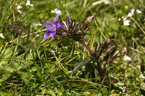 gentian  flower  purple