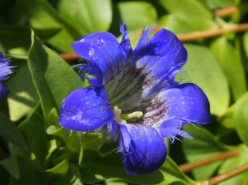 gentian  blue  garden