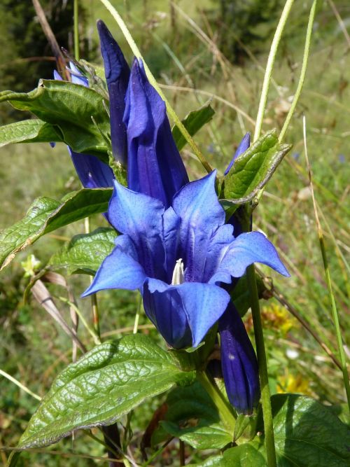 gentian flower alpine