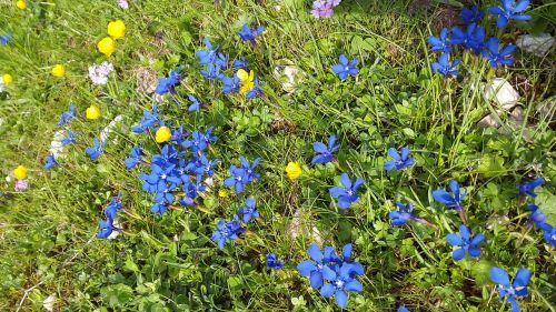 gentian mountain flowers gentiana sierrae