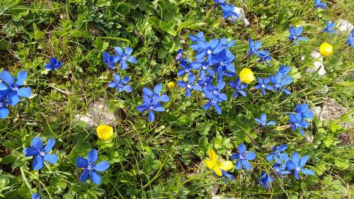 gentian mountain flowers gentiana sierrae