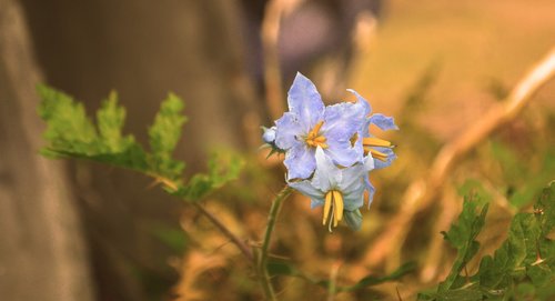 gentian family  nature  flower