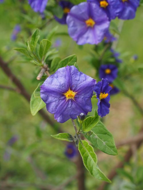 gentian shrub flowers purple