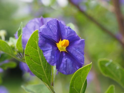gentian shrub flowers purple
