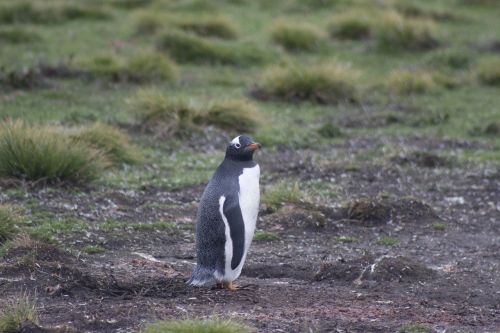 gentoo penguin penguin falkland islands