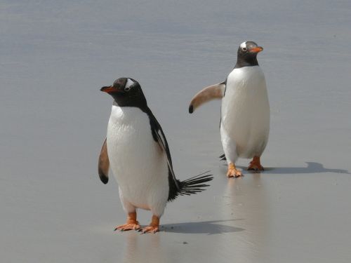 gentoo penguins penguins antarctica