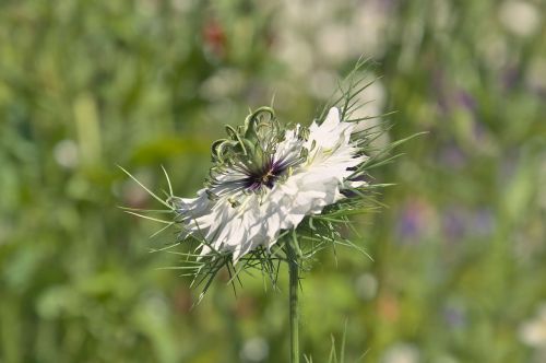 genuine black cumin black cumin flower