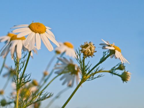 genuine chamomile nature herb