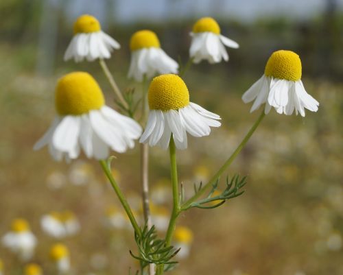 genuine chamomile field flower small flower