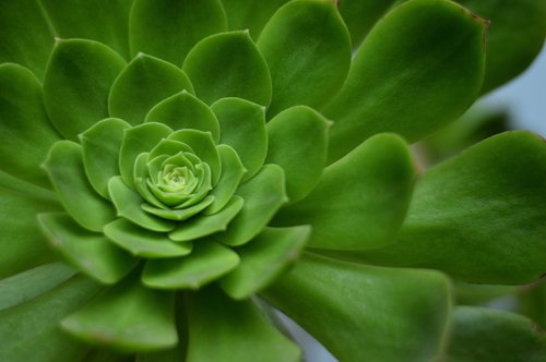 geometry  spiral  plant