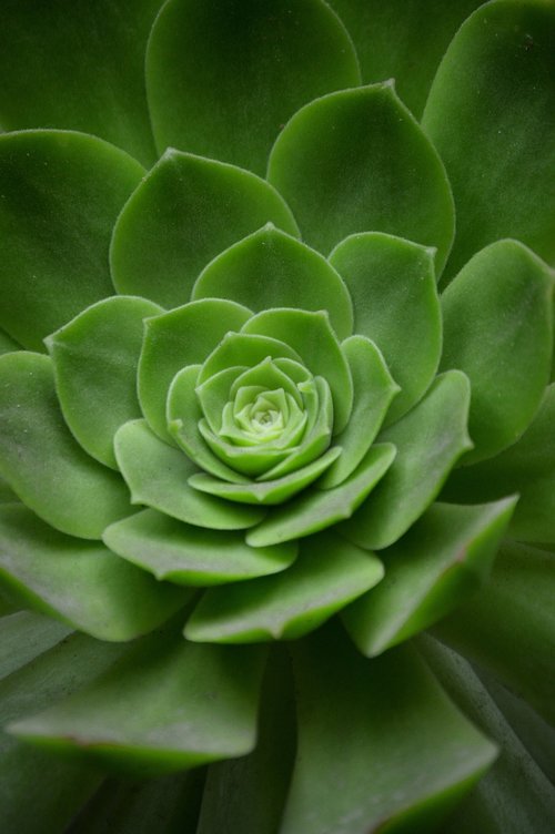 geometry  spiral  plant