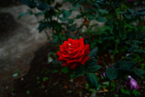 geometry  rose  bloom