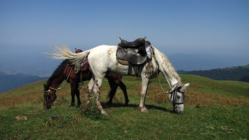 georgia  rally  horse riding