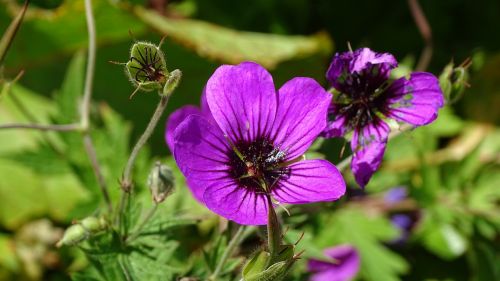 batumi flowers mountains