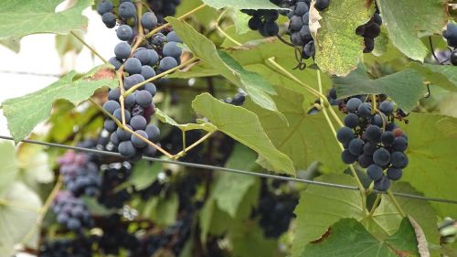 georgia fruit grapes