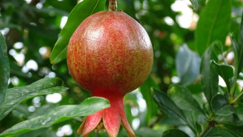 georgia fruit pomegranate