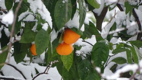 georgia snow tangerine