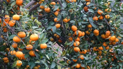 georgia tangerine fruit
